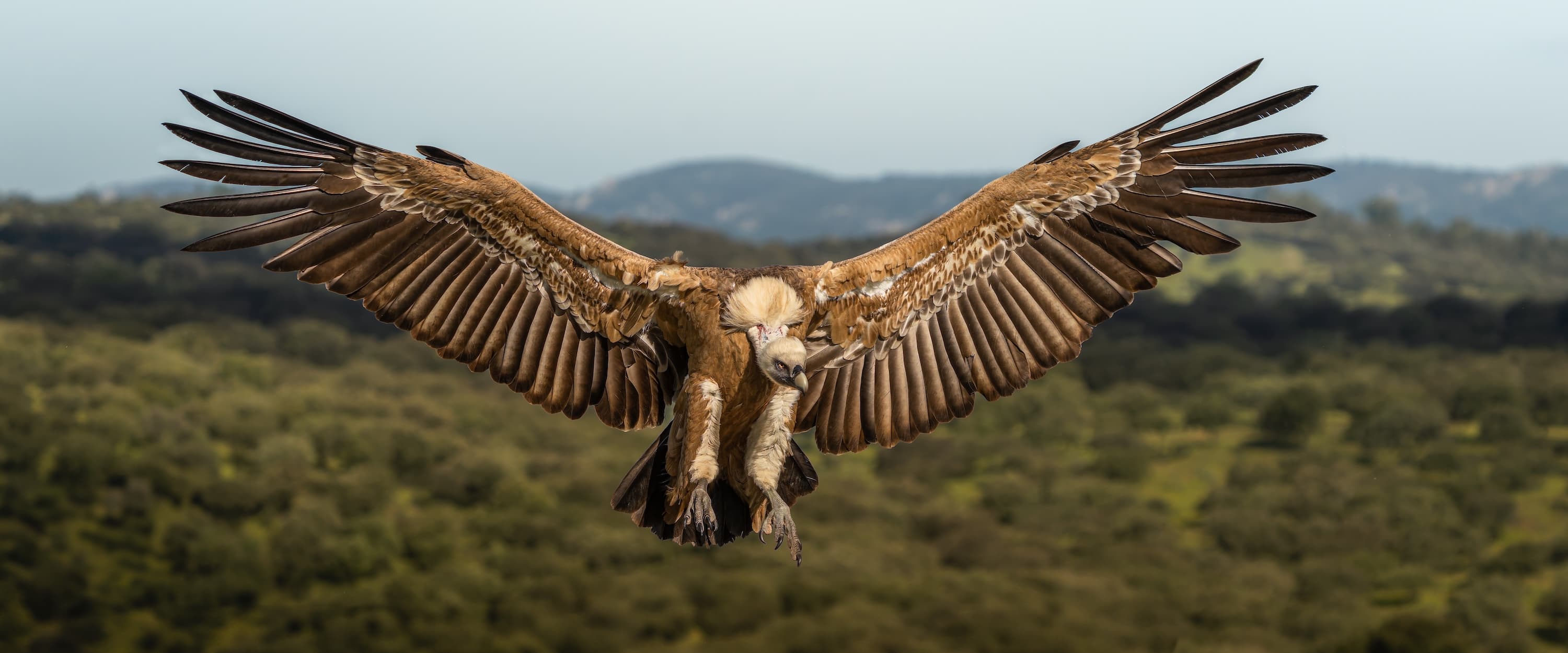 A vulture in flight set against a dramatic sky.